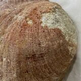 Empty shell pocket
