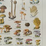 Lithograph on mushrooms from 1920