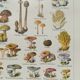 Lithographie sur les champignons de 1920
