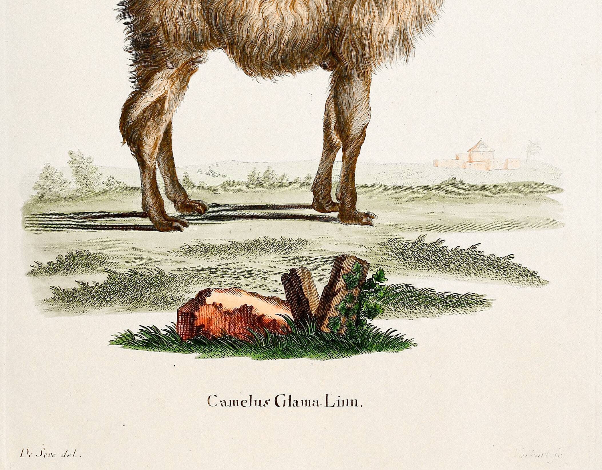 Poster about the Lama, based on an old engraving from 1774.