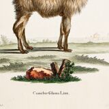 Poster about the Lama, based on an old engraving from 1774.