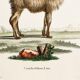 Poster about the Lama, based on an old engraving from 1774.