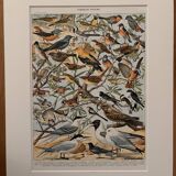 Planche illustrée sur les oiseaux utiles (pipit) - 1910