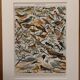 Planche illustrée sur les oiseaux utiles (pipit) - 1910