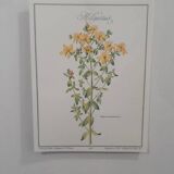 Affiche vintage de botanique, illustration millepertuis