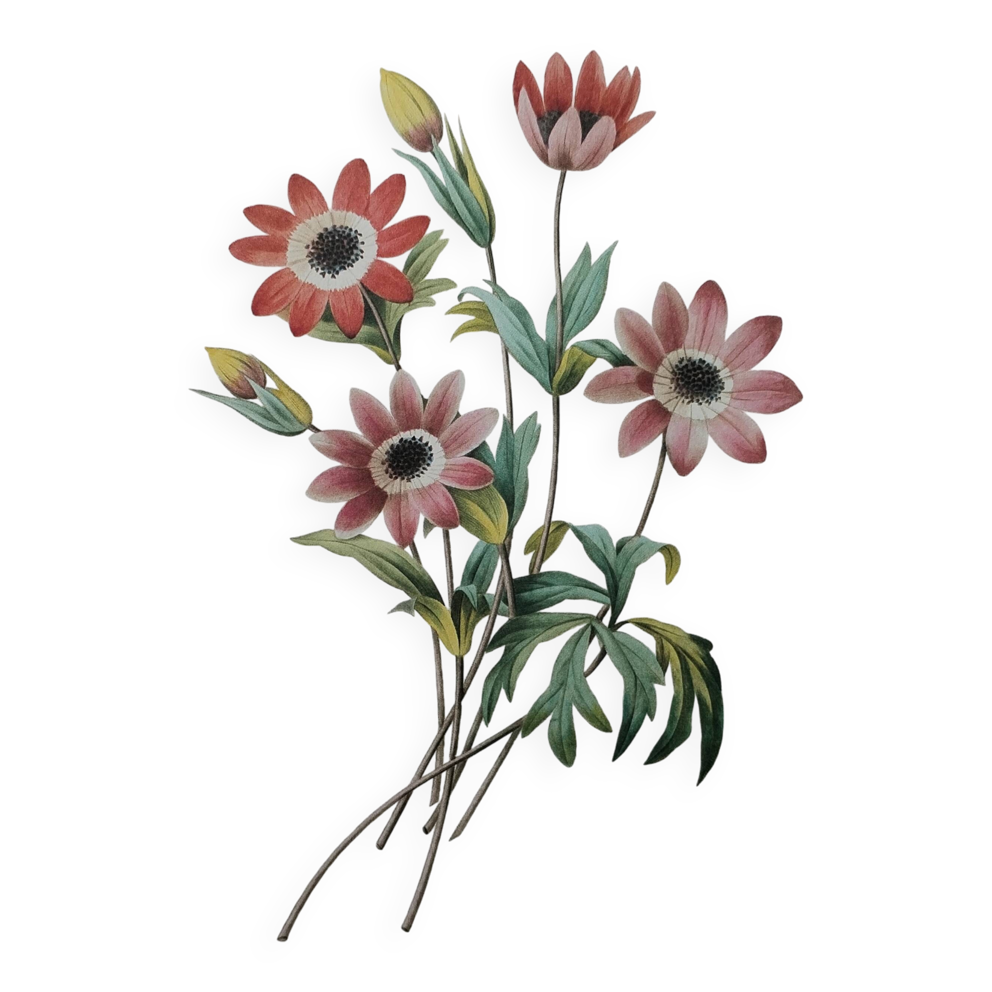 Planche illustrée originale Anémone étoilée