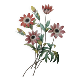 Planche illustrée originale Anémone étoilée