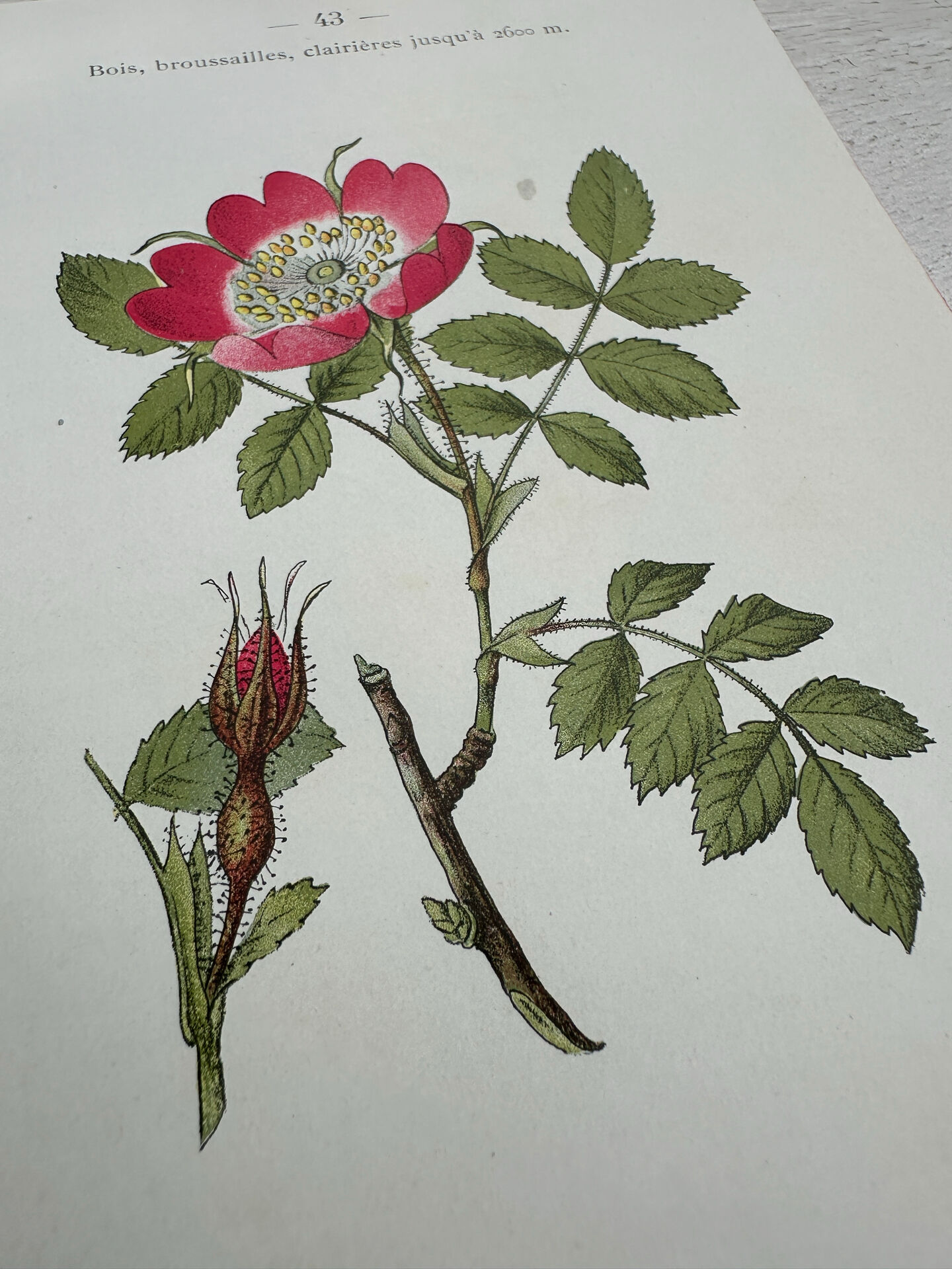 Botanical Plate 1800 Old naturalist engraving 19th century double-sided