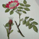 Botanical Plate 1800 Old naturalist engraving 19th century double-sided
