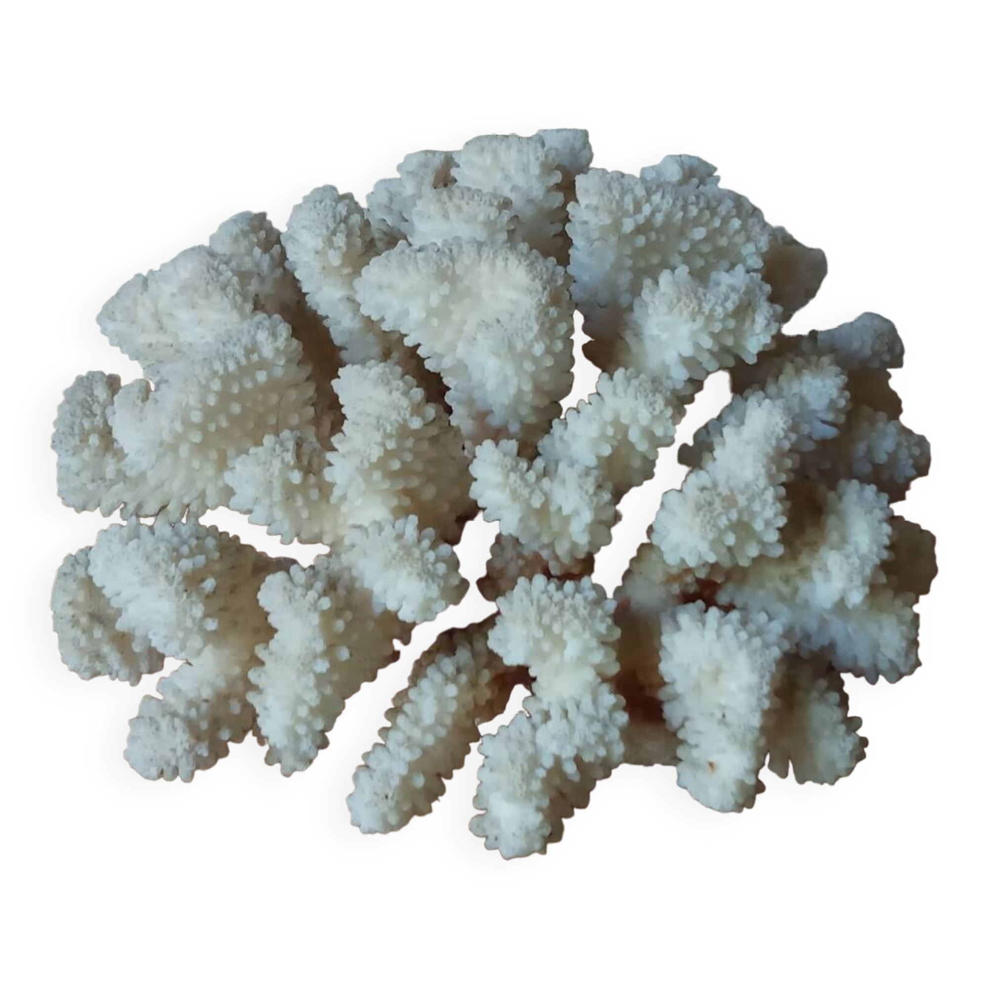 Ancient white coral