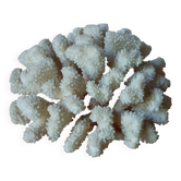 Ancient white coral