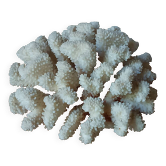 Corail blanc ancien