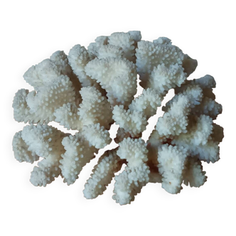 Ancient white coral