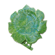 Plat feuille vallauris