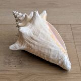 Conch Seashell - Lobatus gigas - 21 cm