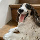 Sculpture of a Springer dog