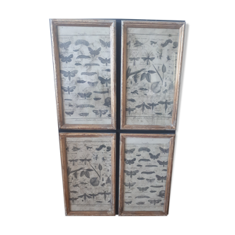 Insect boards