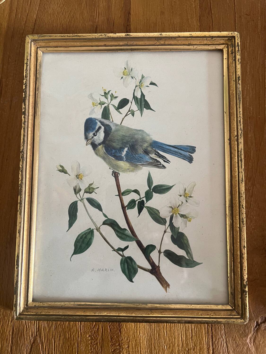 Set of four ornithological engravings signed À. Marlin, 1950.