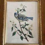 Set of four ornithological engravings signed À. Marlin, 1950.