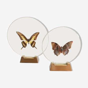 Pair of butterfly under transparent globe