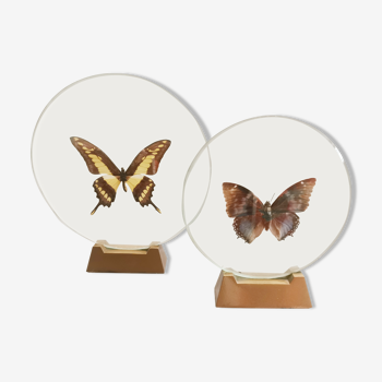 Paire de papillons sous globe transparent