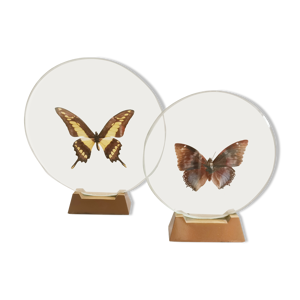 Paire de papillons sous globe transparent