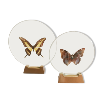 Pair of butterfly under transparent globe