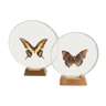 Pair of butterfly under transparent globe