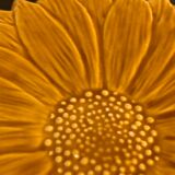 Underside Vallauris Aegitna, Saltalamacchia, sunflower model