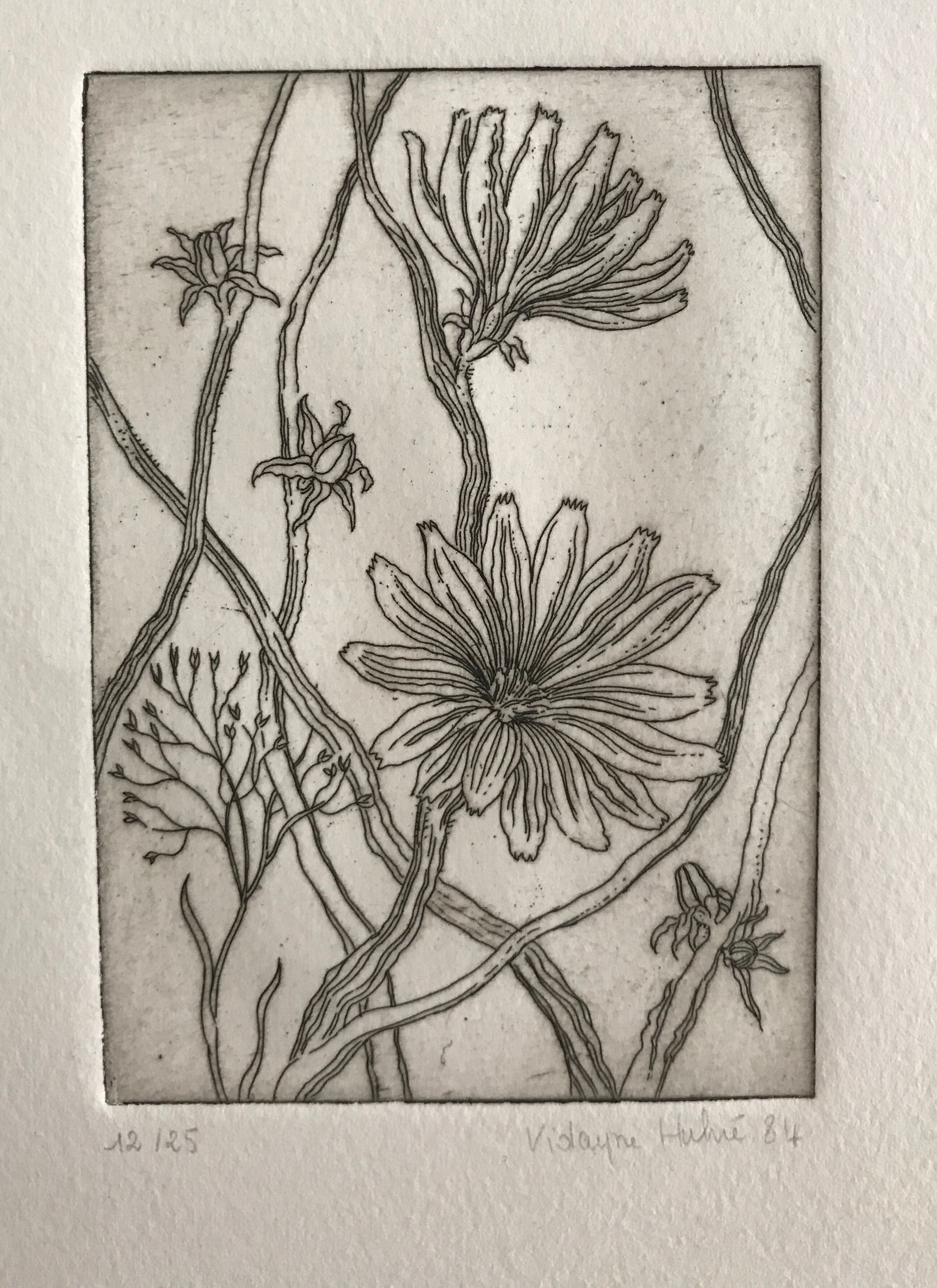 Etching signed by violayne hulné, study of clematis, 1984