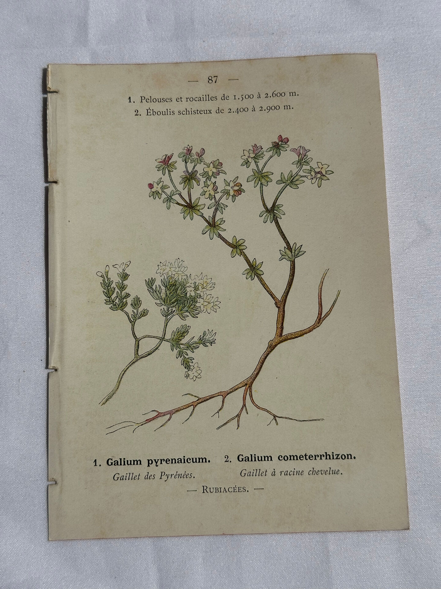 Gravure Botanique Ancienne XIXe – Lithographies Naturalistes  Fleurs &