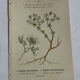 Gravure Botanique Ancienne XIXe – Lithographies Naturalistes  Fleurs &