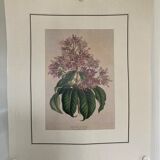 Fuchsia botanical poster