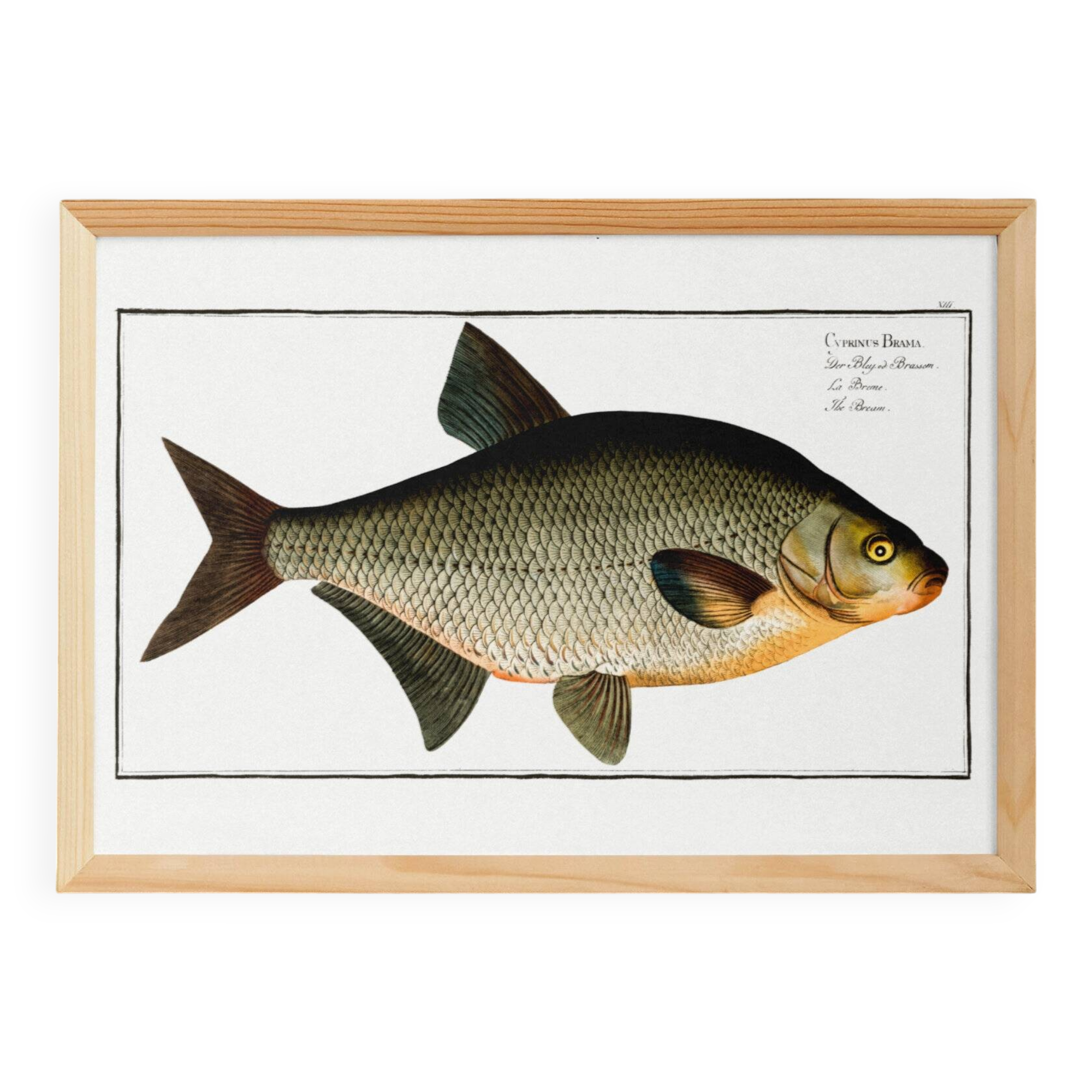 Poster about the bream, a freshwater fish, based on an old engraving