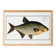 Poster about the bream, a freshwater fish, based on an old engraving