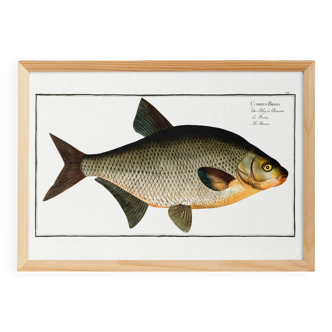 Poster about the bream, a freshwater fish, based on an old engraving