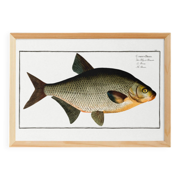Poster about the bream, a freshwater fish, based on an old engraving