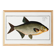Poster about the bream, a freshwater fish, based on an old engraving