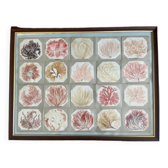Victorian seaweed sea herbarium cabinet of curiosity herbarium Algae Alguier