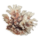 Natural branching coral.