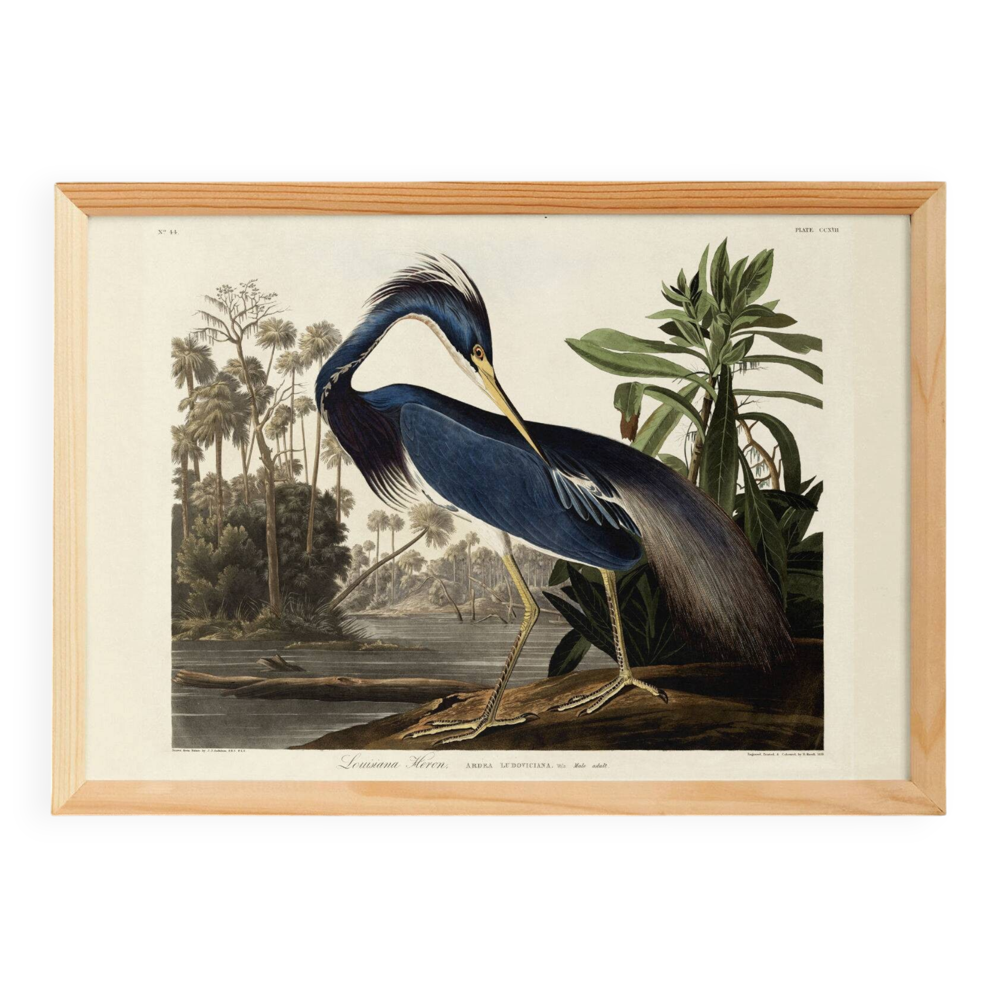 Poster on the Tricolour Heron, based on an old engraving from 1827.