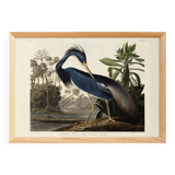 Poster on the Tricolour Heron, based on an old engraving from 1827.