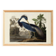 Poster on the Tricolour Heron, based on an old engraving from 1827.