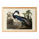 Poster on the Tricolour Heron, based on an old engraving from 1827.