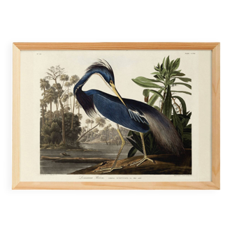 Poster on the Tricolour Heron, based on an old engraving from 1827.