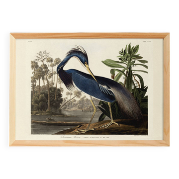 Poster on the Tricolour Heron, based on an old engraving from 1827.