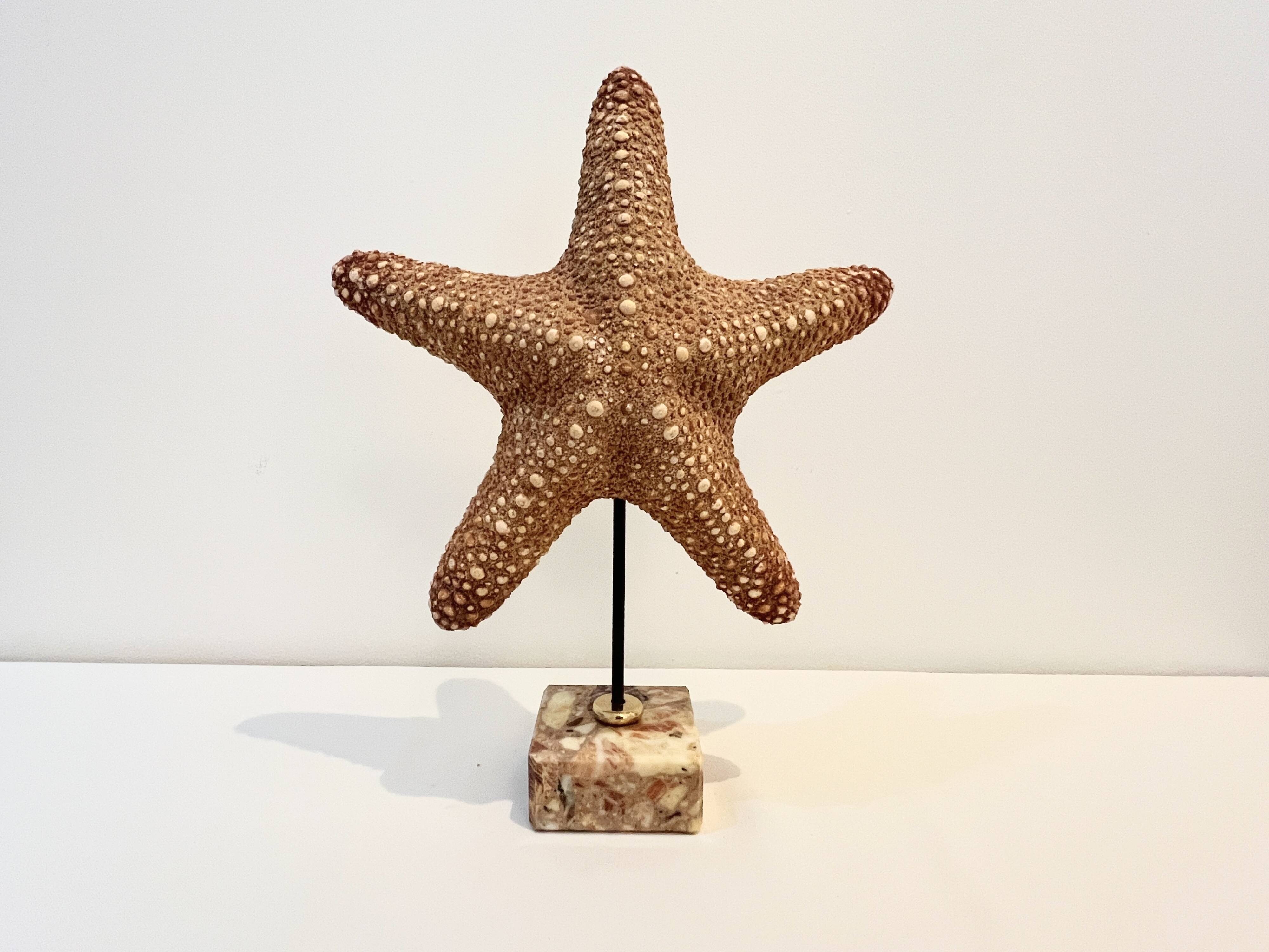 XXL Vintage Natural Starfish on Marble Base Cabinet of Curiosities