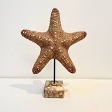XXL Vintage Natural Starfish on Marble Base Cabinet of Curiosities
