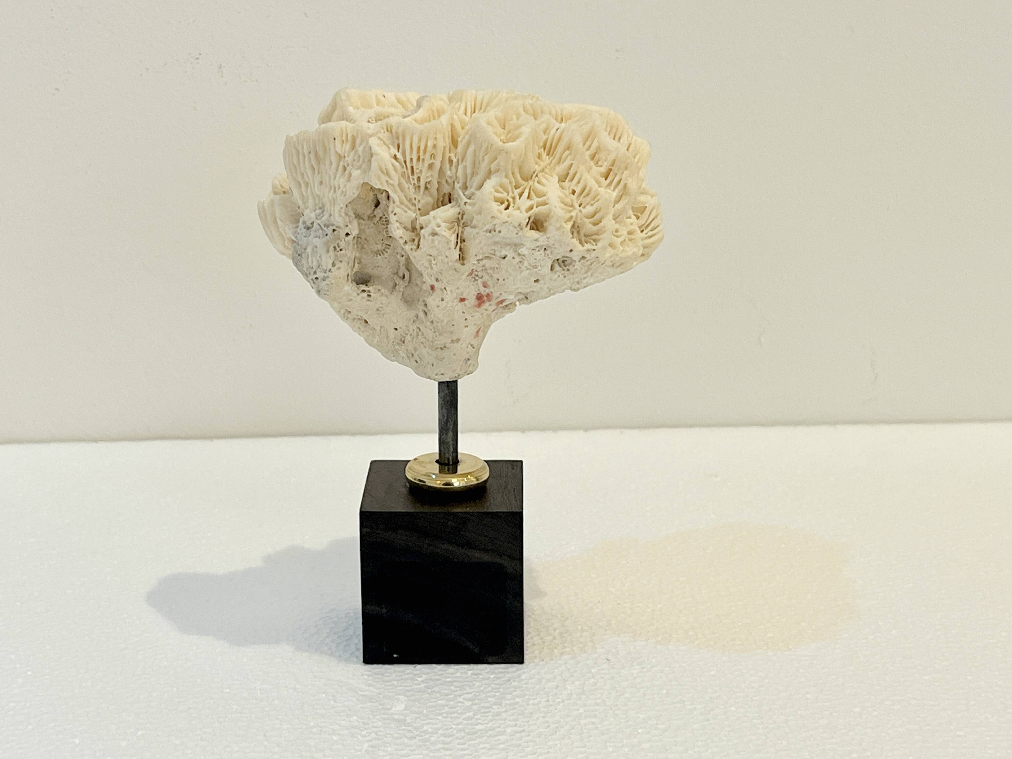 Antique natural white fossil coral on wooden base cabinet of curiosities