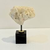 Antique natural white fossil coral on wooden base cabinet of curiosities